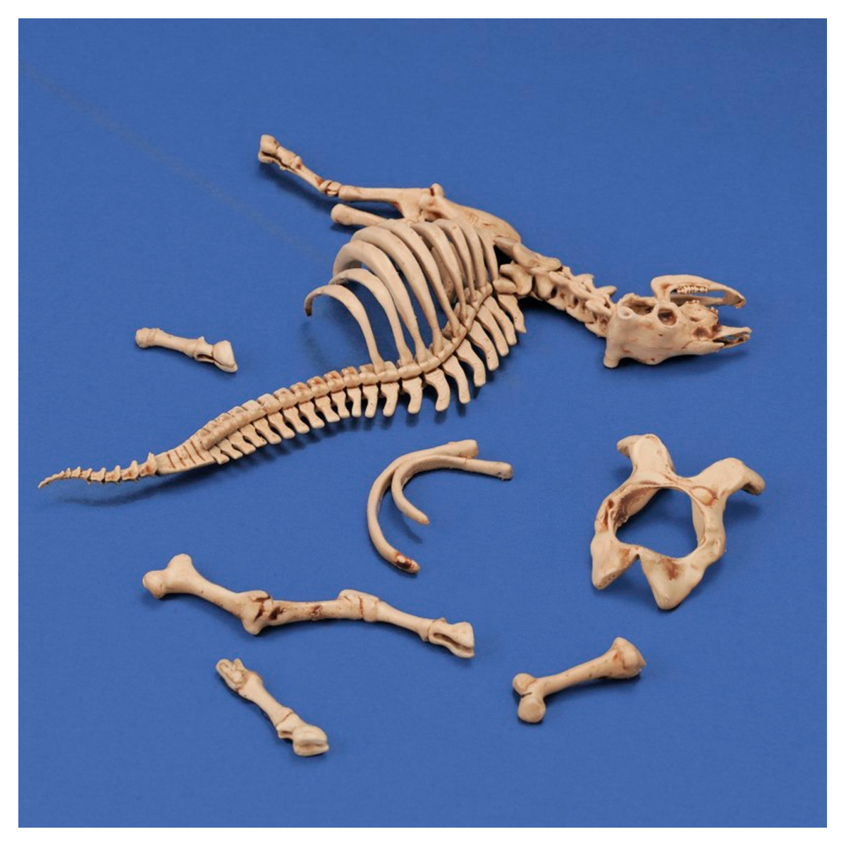 ak-interactive-cow-skeleton-n-3-1-35-stampa-3d-accessorio-diorama-modellismo image 2