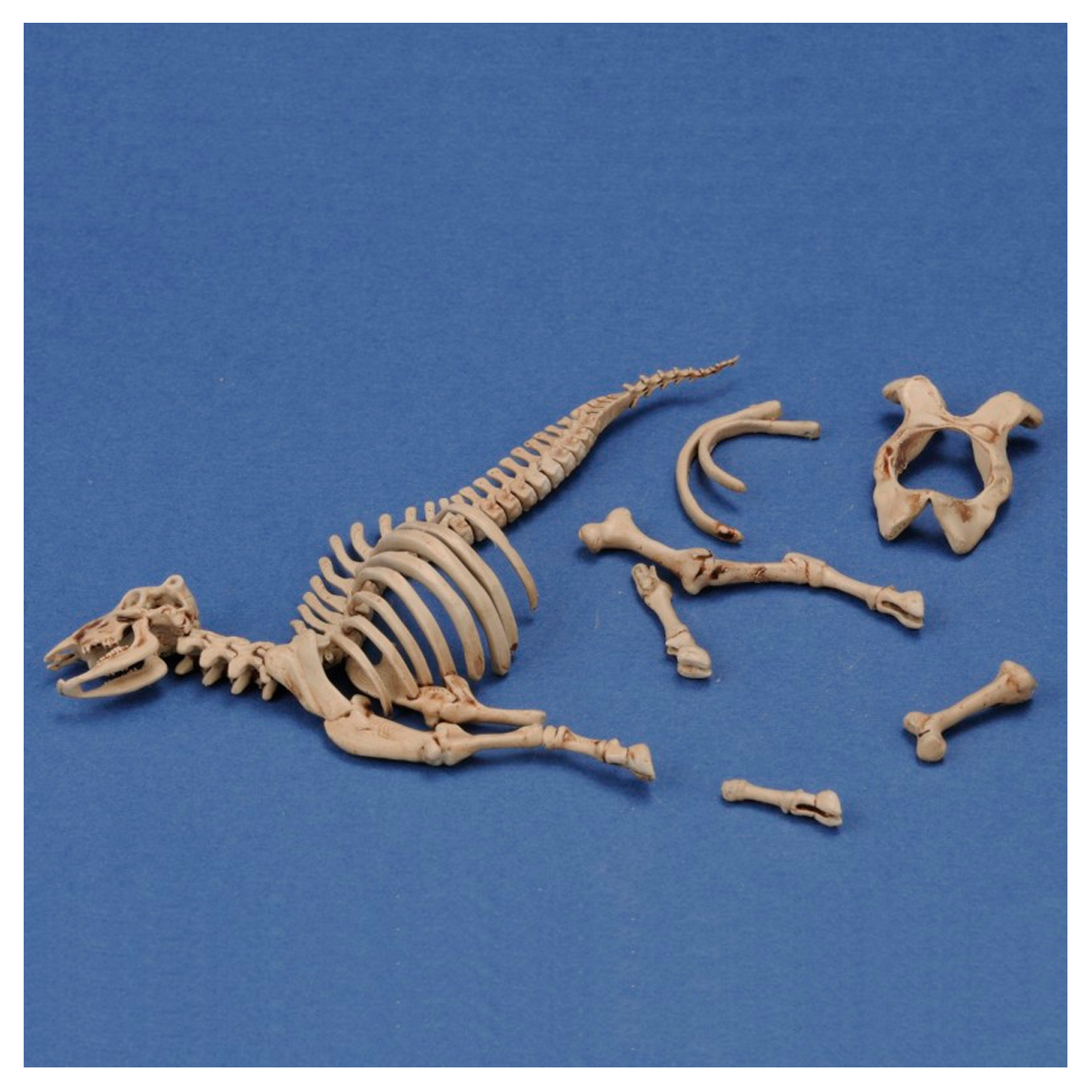 ak-interactive-cow-skeleton-n-3-1-35-stampa-3d-accessorio-diorama-modellismo image 1