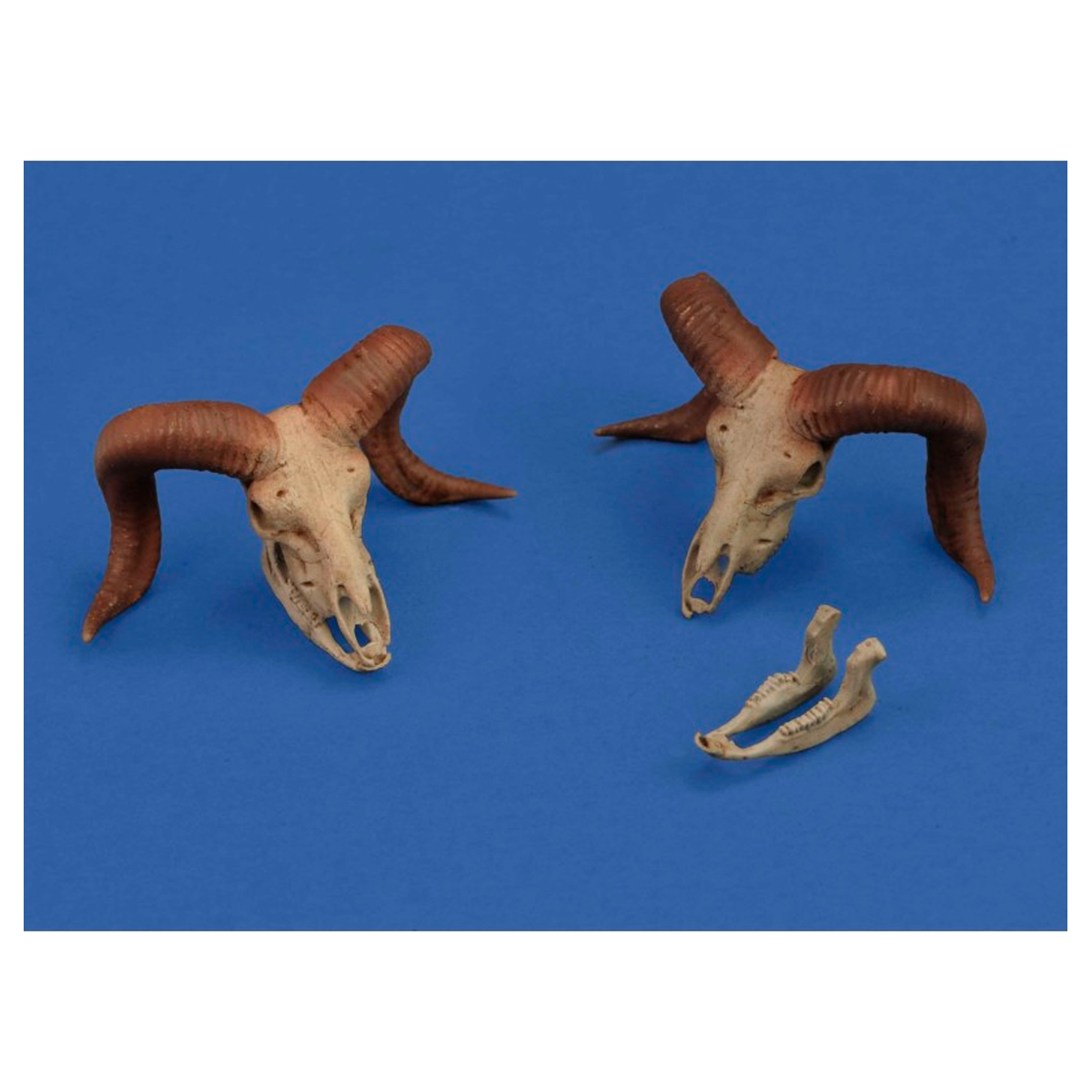 ak-interactive-mufflon-skulls-1-35-set-accessori-3d-per-diorami image 1