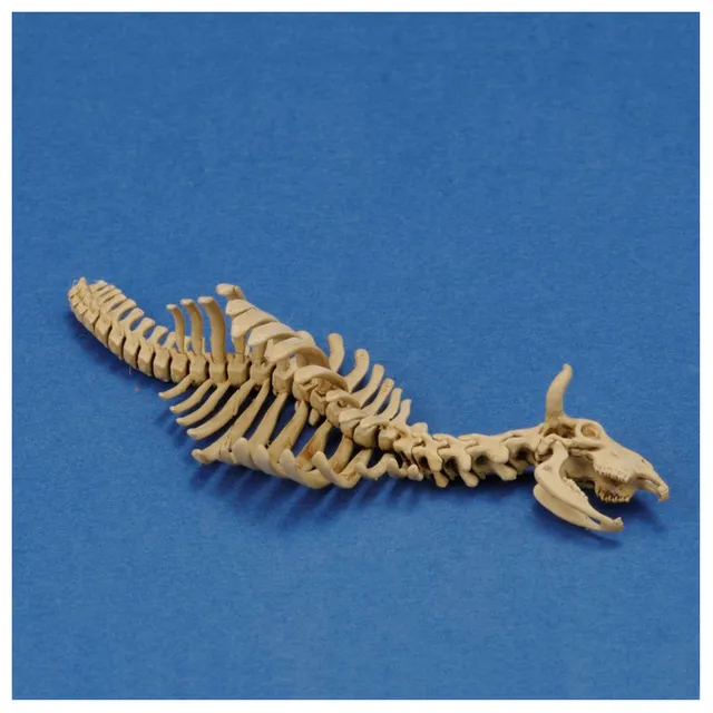 ak-interactive-cow-skeleton-n-1-1-35-scheletro-di-mucca-3d-stampa image 1