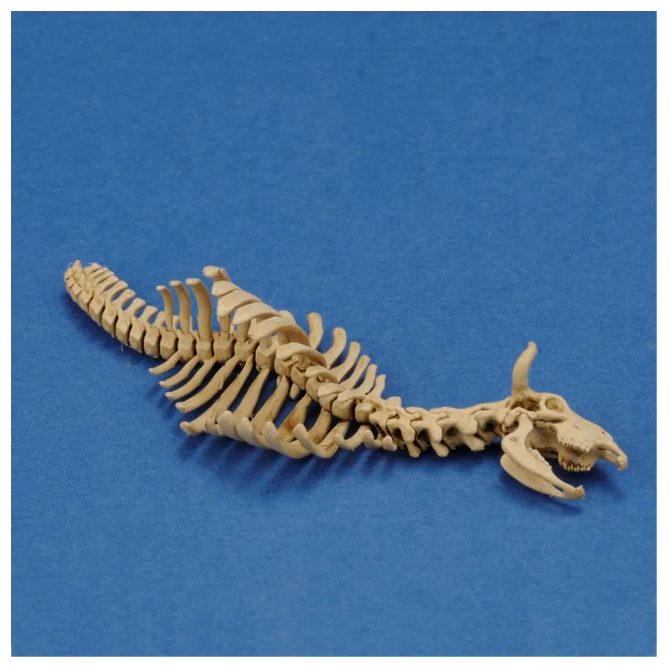 ak-interactive-cow-skeleton-n-1-1-35-scheletro-di-mucca-3d-stampa image 1