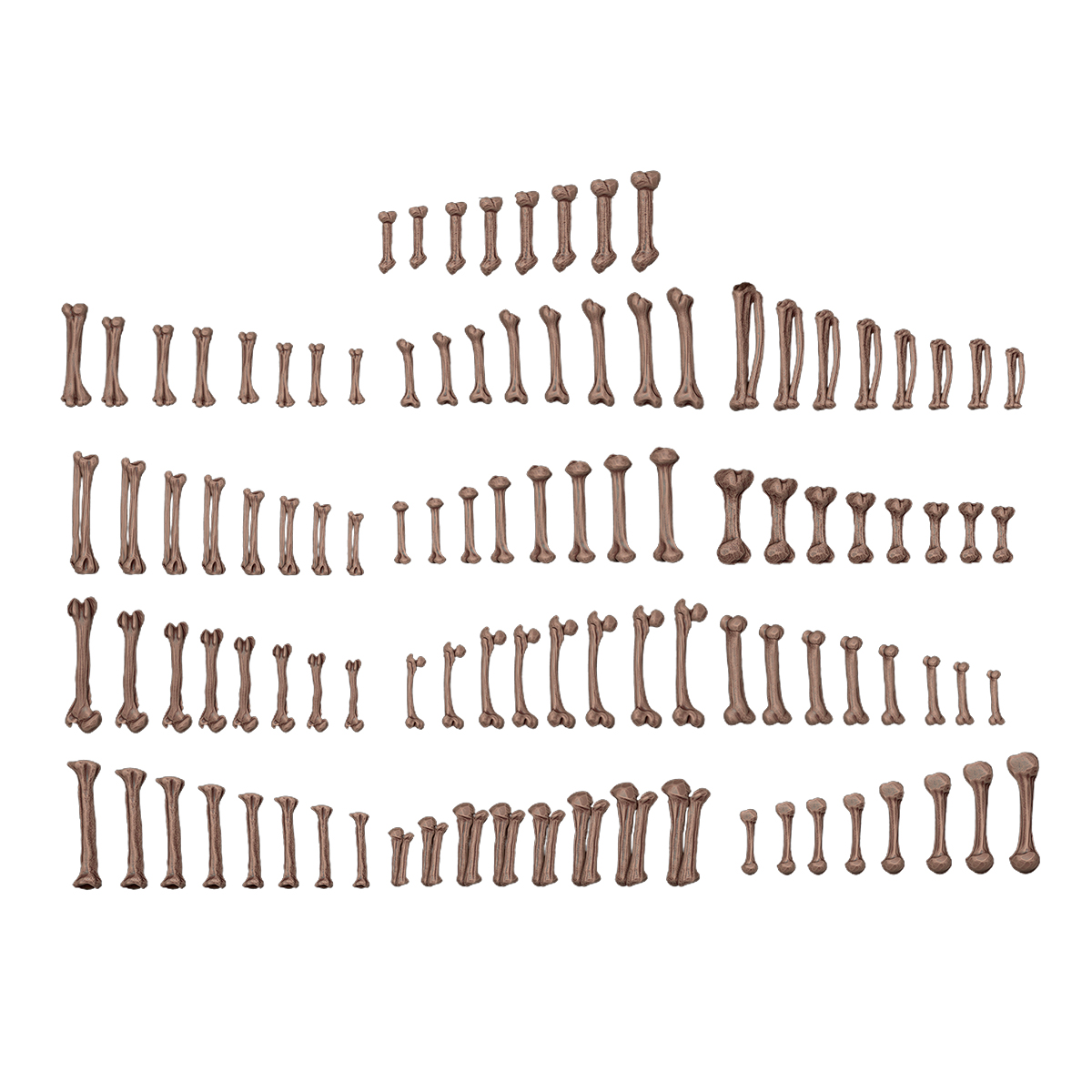 ak-interactive-human-bones-ak-basing-bits-per-basi-e-diorami image 2