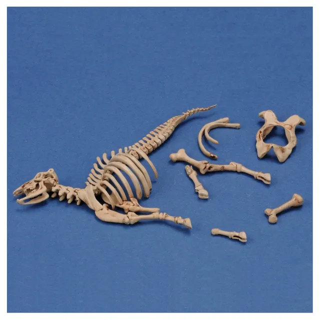 ak-interactive-cow-skeleton-n-3-1-35-stampa-3d-accessorio-diorama-modellismo image 1