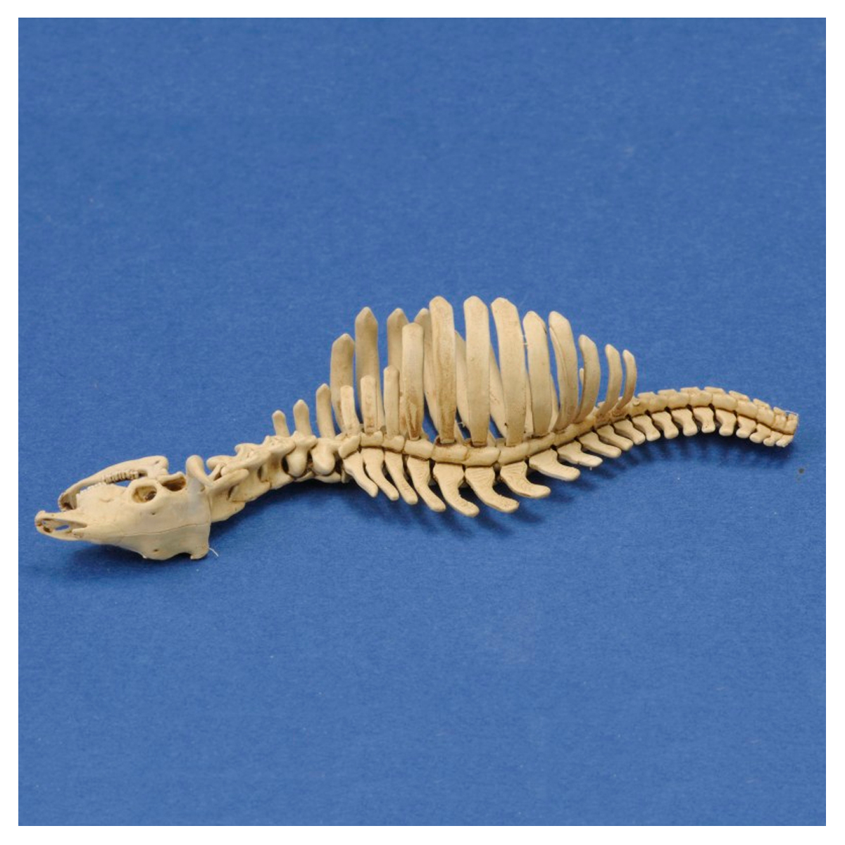 ak-interactive-cow-skeleton-n-1-1-35-scheletro-di-mucca-3d-stampa image 2